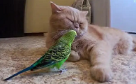 猫咪为什么会讨厌鹦鹉