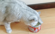 毛兀猫罐真假对比