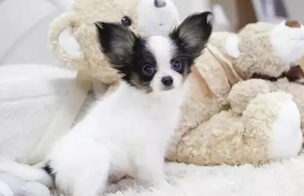 蝴蝶犬幼犬怎么养活