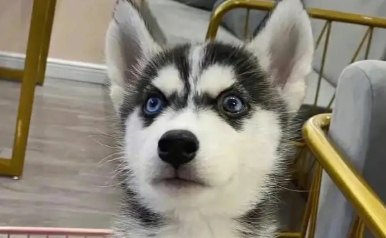 哈士奇幼犬长什么样?怎么挑选哈士奇幼犬呢? 哈士奇幼犬长什么样?怎么挑选哈士奇幼犬呢?