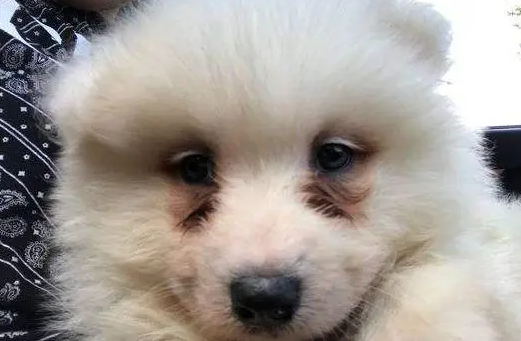萨摩耶有泪痕怎么样去除呢