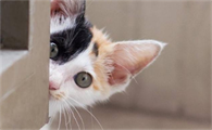 为什么我家的猫咪总是乱叫怎么回事