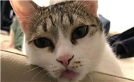 猫咪为什么老是嘤嘤嘤呢