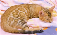 猫咪总在我房间睡觉为什么呢