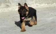 黑背犬怎么样辨认呢