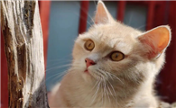 猫咪能否听懂自己的名字吗？