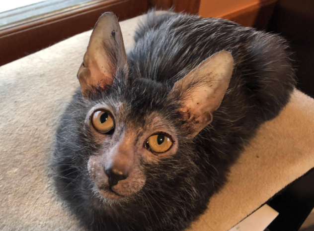 狼猫长什么样子？来了解下吧