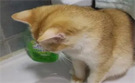 不让猫喝水会怎么样