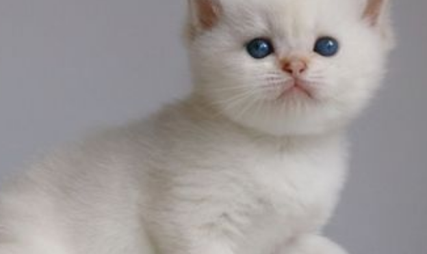 金点猫怎么看纯不纯?你知道吗 金点猫怎么看纯不纯?你知道吗
