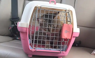 坐飞机可以带宠物猫吗