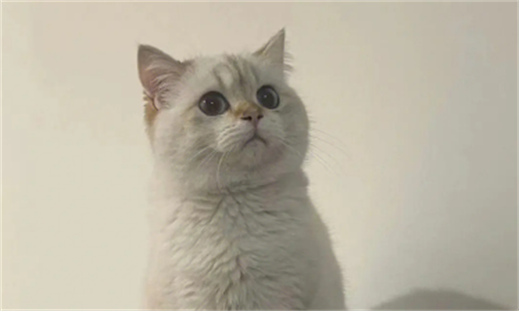 金点猫是什么品种?其基因拥有着极强的稳定性 金点猫是什么品种?其基因拥有着极强的稳定性