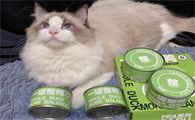 毛兀猫罐到底好不好