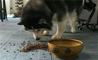 哈士奇应该怎么喂狗粮呢