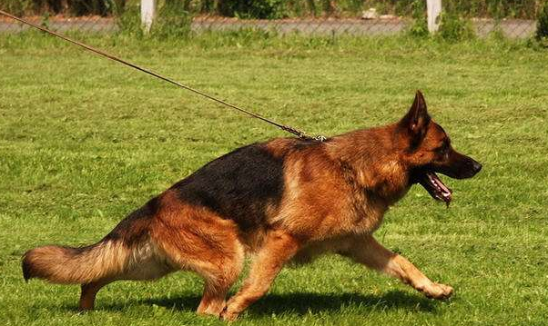 德国牧羊犬繁殖性能怎么样啊 德国牧羊犬繁殖性能怎么样啊