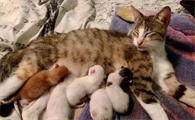 猫咪会养孩子吗为什么呢