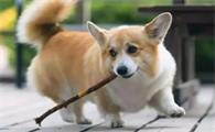 狗狗尾巴下垂说明什么啊?
