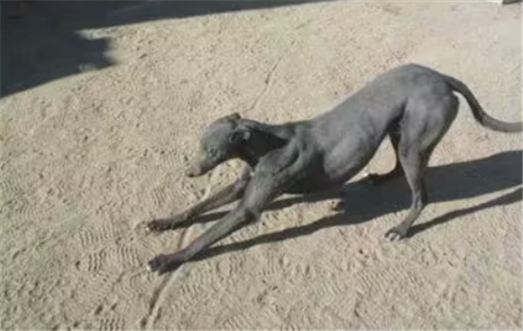 格力犬头大好还是小好