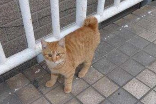 什么叫麒麟尾猫