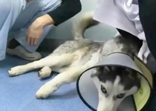 二哈横冲马路撞翻了骑车路人，二哈撒腿就跑，留下一脸无奈的路人