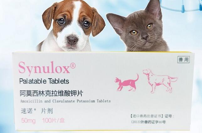 猫用消炎药“阿莫西林”的使用指南 猫用消炎药“阿莫西林”的使用指南