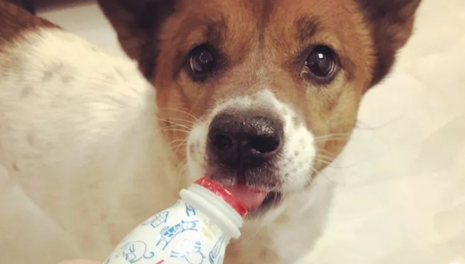 宠物酸奶怎么喂? 宠物酸奶怎么喂?