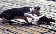 猫咪为什么比老鼠更胆小一点