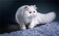 猫咪什么时候驱虫最好