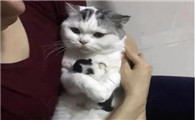 猫为什么不爱抓主人啊