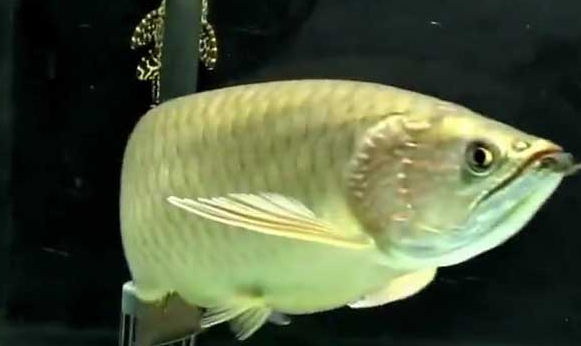 澳洲星点龙是什么鱼？感兴趣的看过来