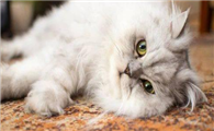 猫感冒怎么治疗比较好
