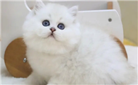 金吉拉猫起什么名字好听呢