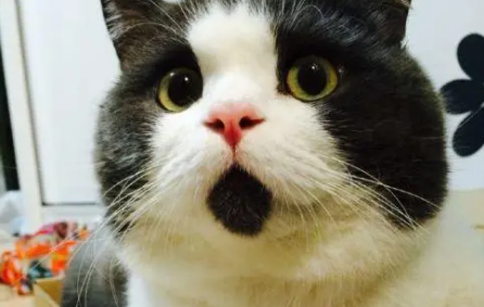 惊讶猫详细介绍！