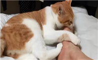 猫咪半夜为什么舔主人呢