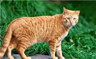 猫咪春天为什么喜欢叫啊