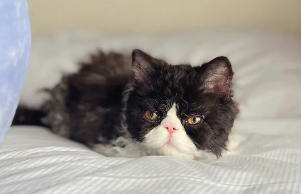 塞尔凯克猫的性格好不好，适合养吗？