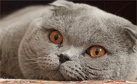 苏格兰猫好养吗?来看这里~