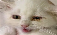 猫咪为什么眼屎变得特别多呢