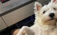 狗狗来月经洗澡有什么影响