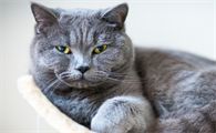 2023比较火的猫品种