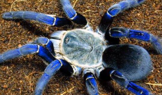 玻利维亚钢铁蓝的养殖重点! 玻利维亚钢铁蓝的养殖重点!