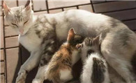 猫为什么老要踩奶头呢