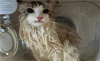 猫咪为什么怕洗澡呢