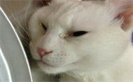 猫绝育以后多久能洗澡啊
