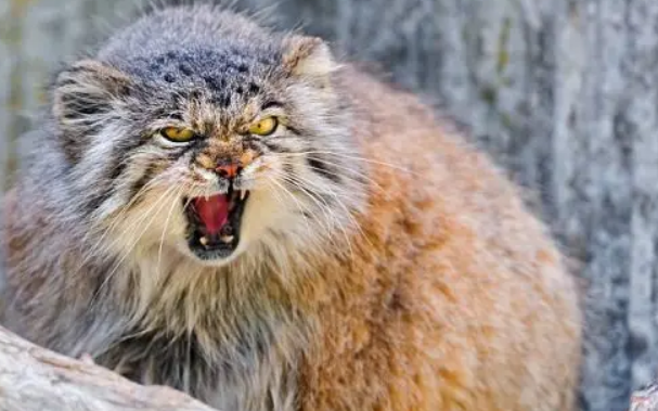 草原上的隐士——帕拉斯猫