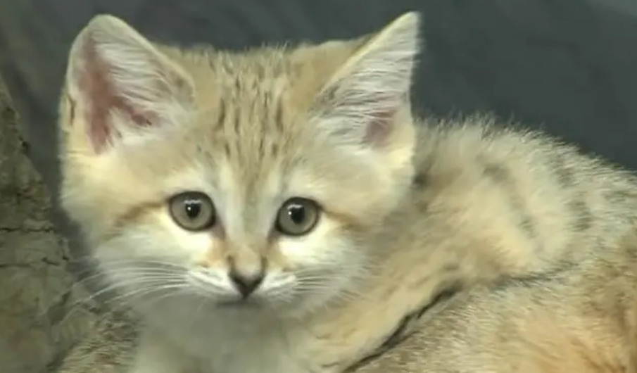 沙丘猫：唯一生活在沙漠中的猫科动物，可爱的外表内藏着凶狠的心