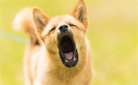 狗狗看到亲人吠叫是为什么啊