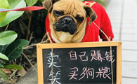 如何去小区卖狗粮赚钱