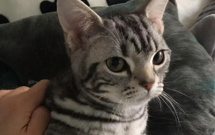 美短感冒了怎么办呢