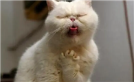猫咪为什么吃饭后吐了呢