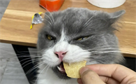家里猫咪爱吃薯片为什么呢